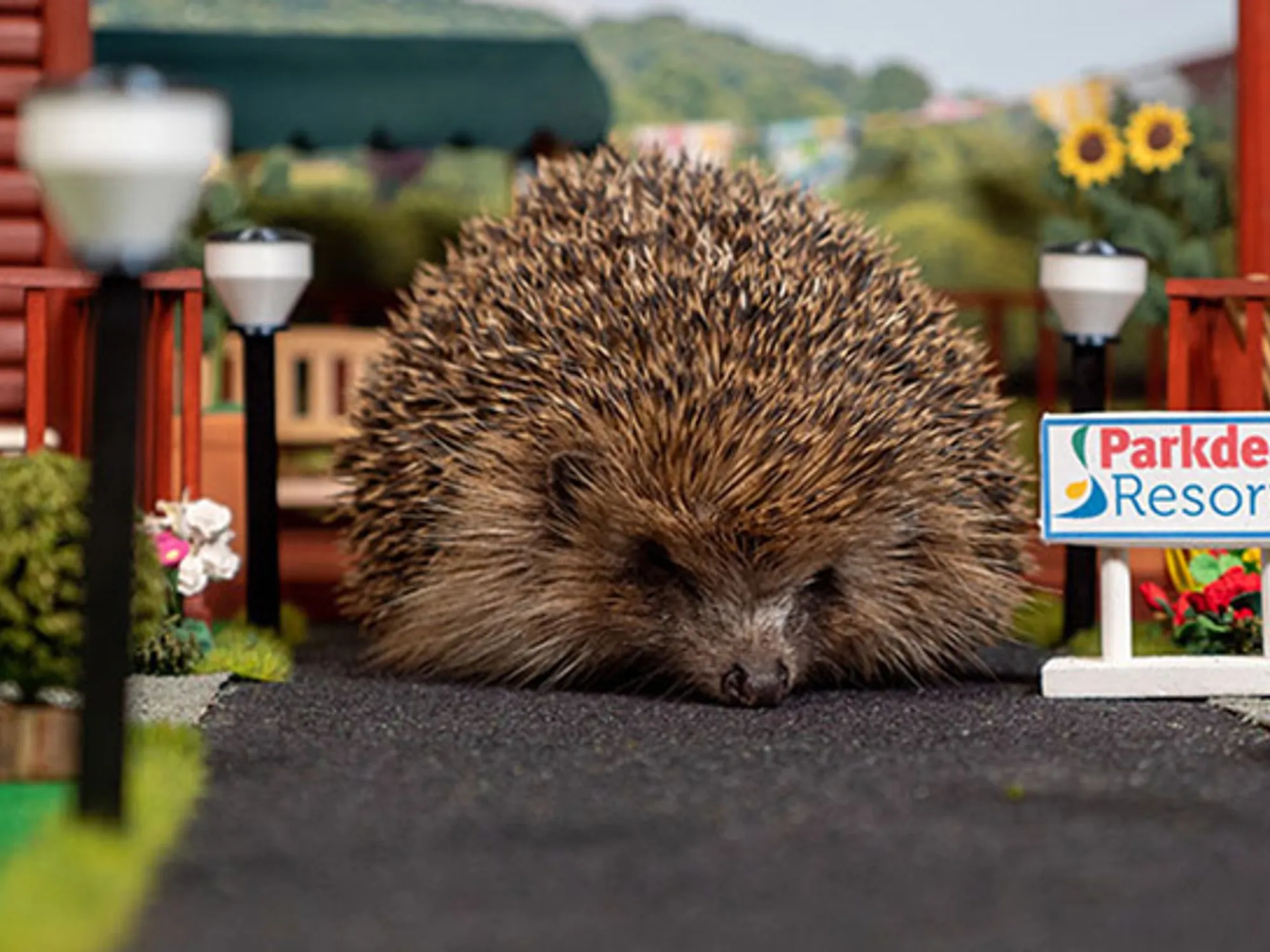 Hedgehog SOS